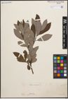 Foto von Salix cinerea L.